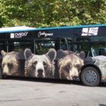 Rotulación de autobús